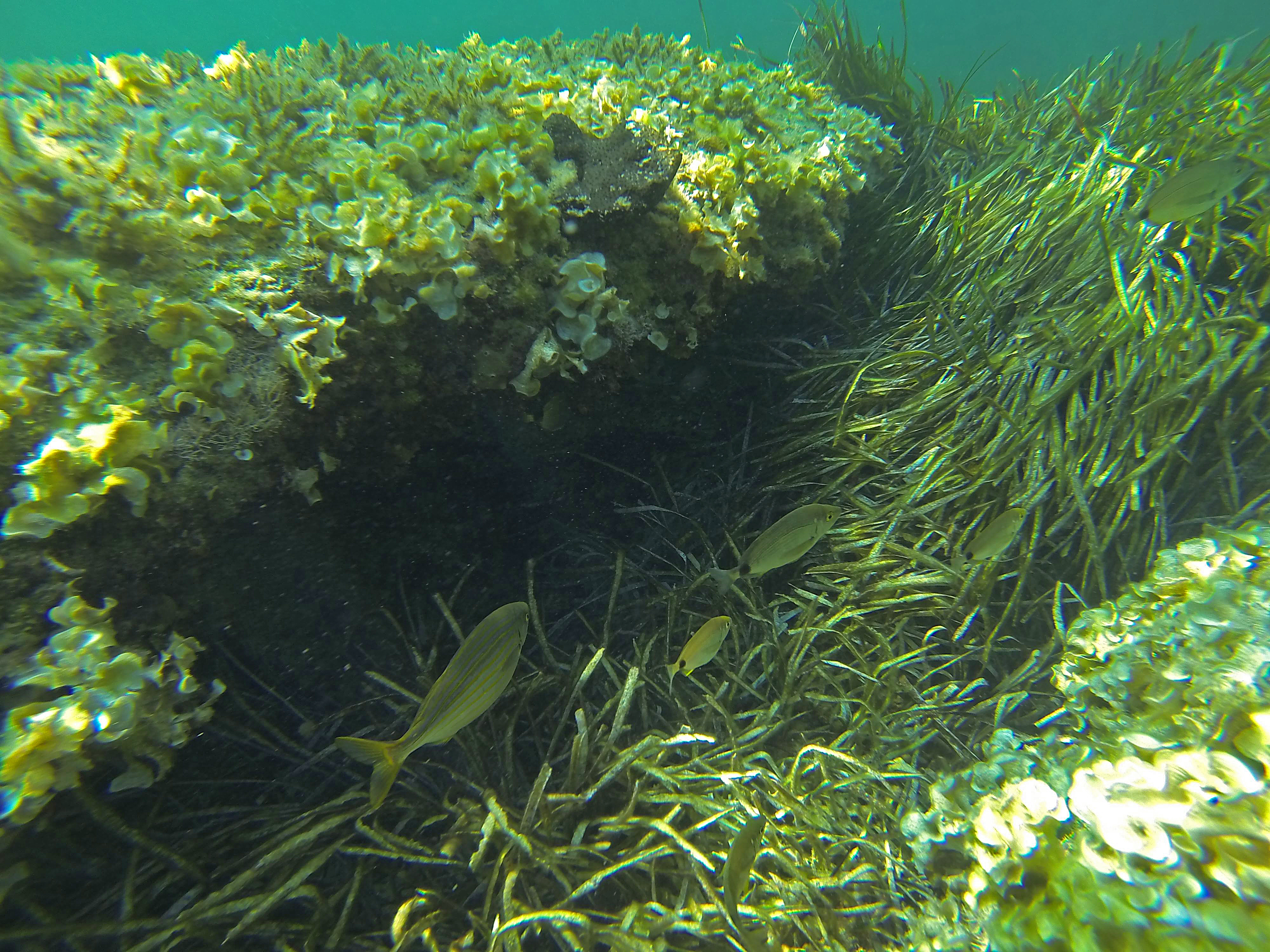 La Posidonia: la planta responsable de la claridad de las aguas de Formentera