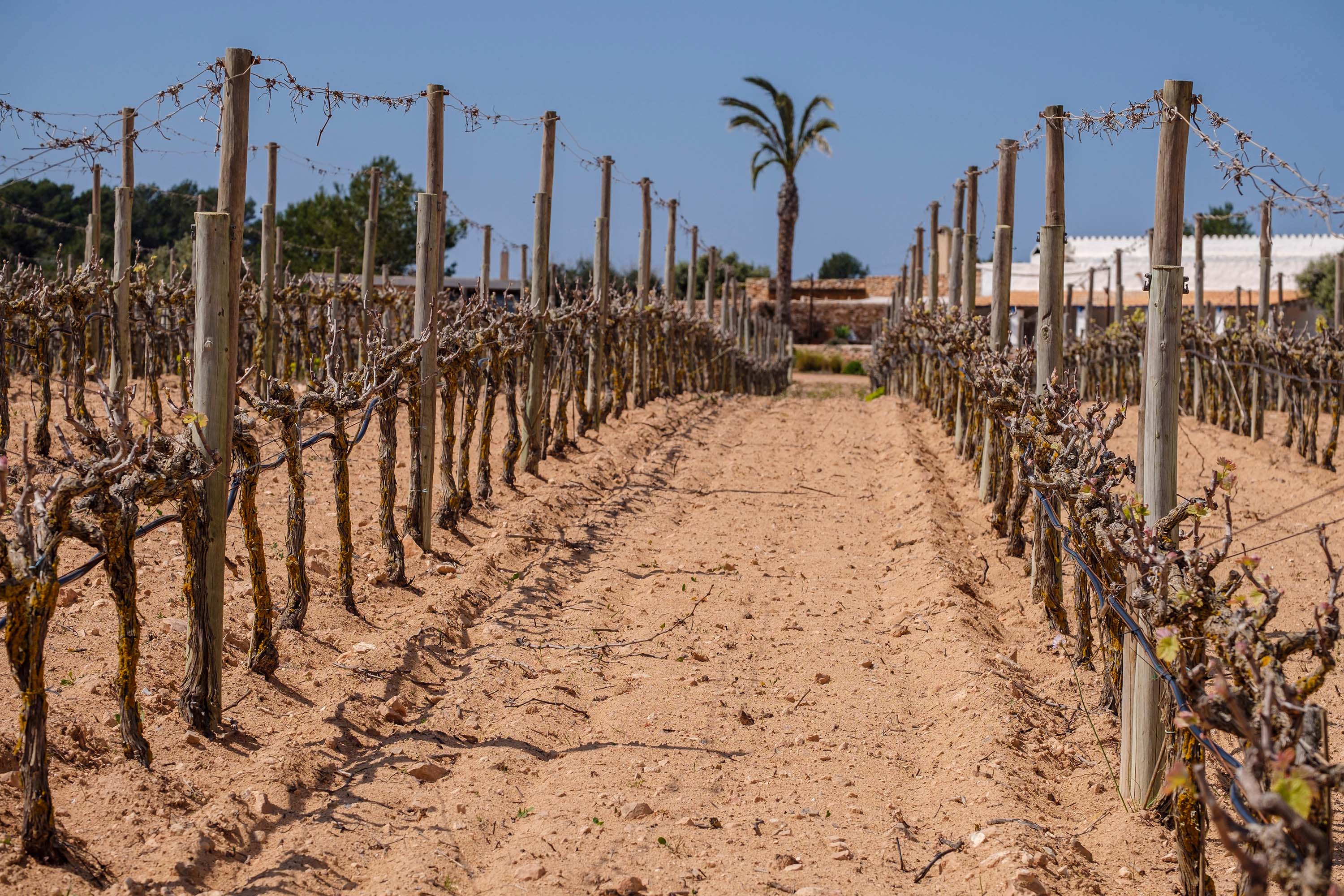 El secreto mejor guardado de Formentera: un vino que nace entre el sol y el mar